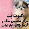 خرید و فروش سگ کیوت پتدر